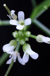Cardamine occulta. Flowers.
 Image: P.B. Heenan © Landcare Research 2019 CC BY 3.0 NZ